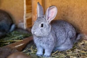 Wild vs domestic rabbits: Differences explained - AZ Animals