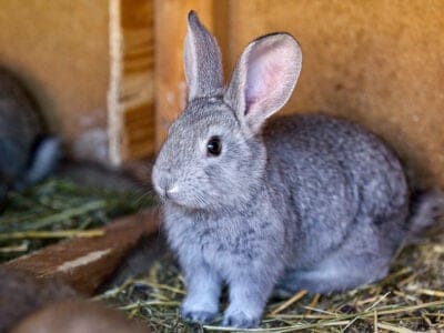 A Keeping A Pet Rabbit: อ่านก่อนซื้อ