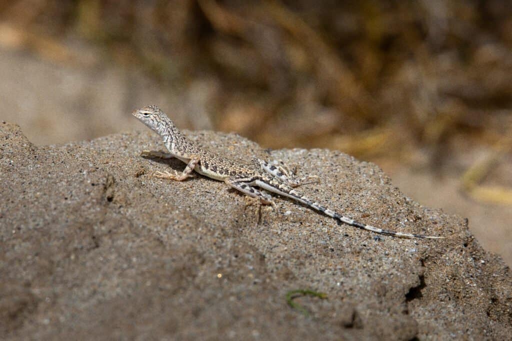 Zebra-tailed lizard on a rock