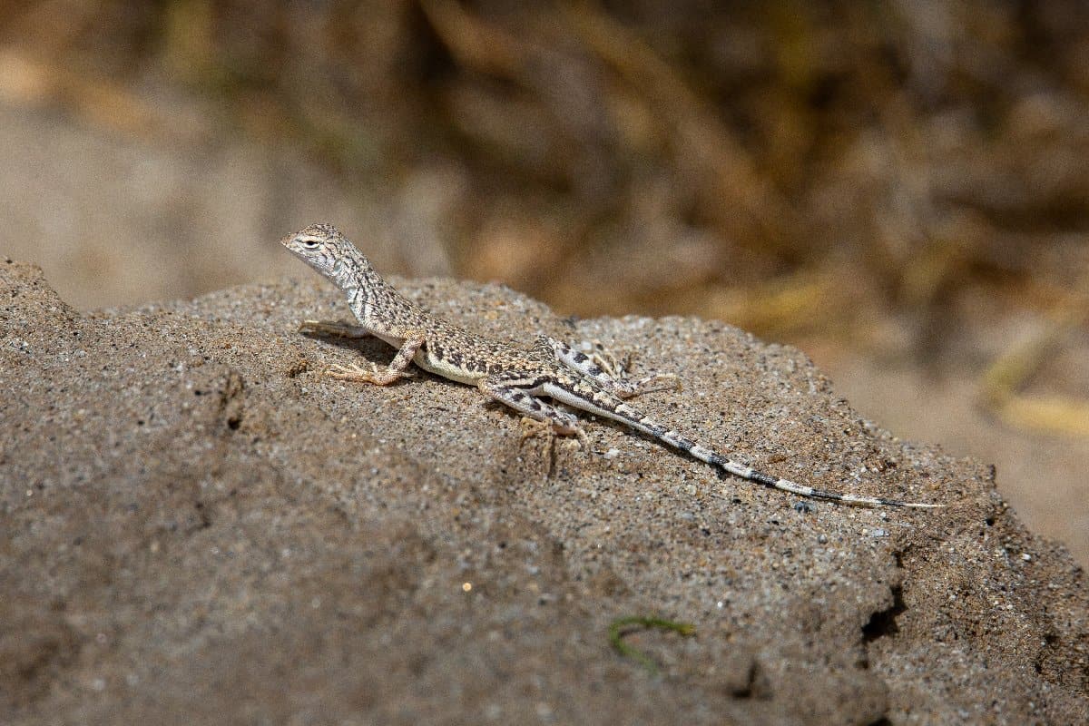 9 Stunning Desert Lizards - A-Z Animals