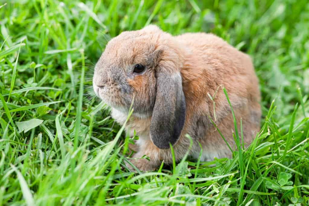 dwarf long eared rabbit