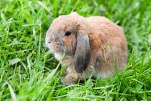 Mini Lop Vs Holland Lop Bunnies: How To Tell The Difference Picture