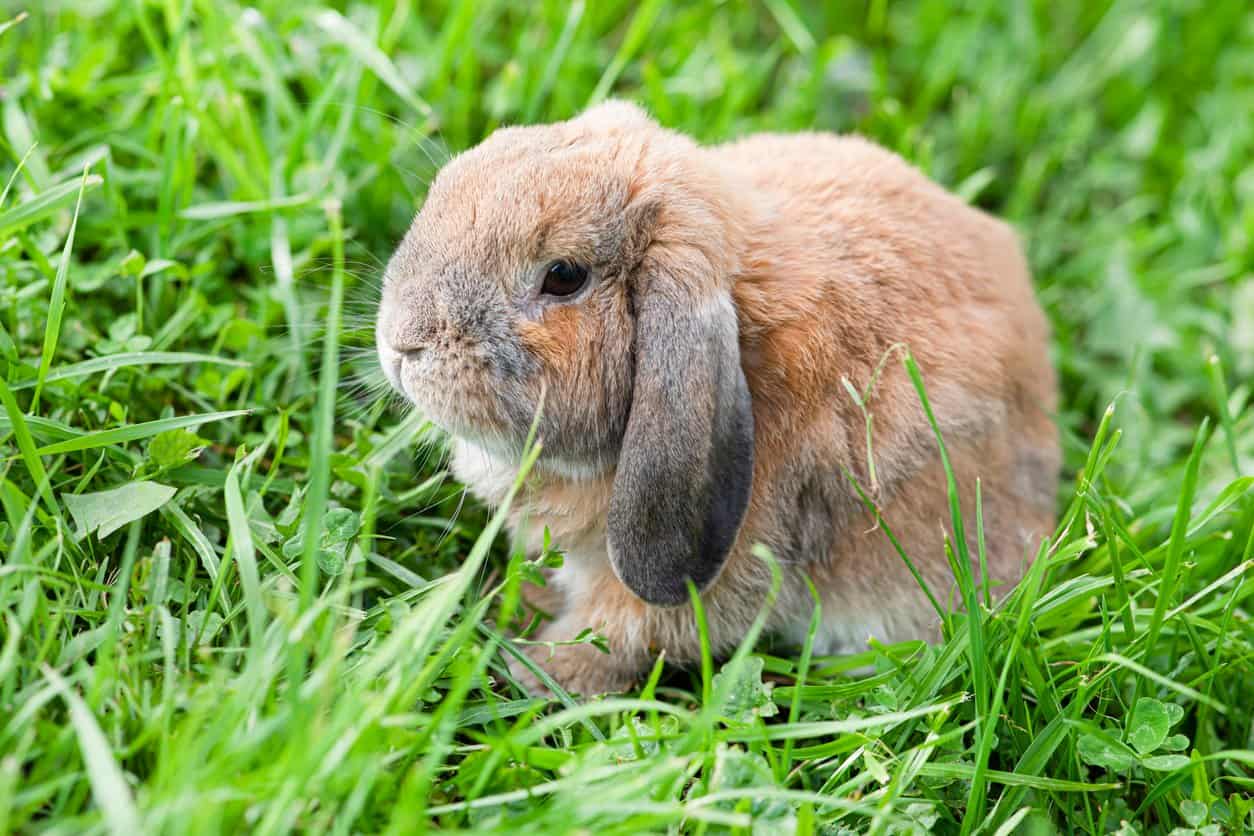 mini lop bunnies