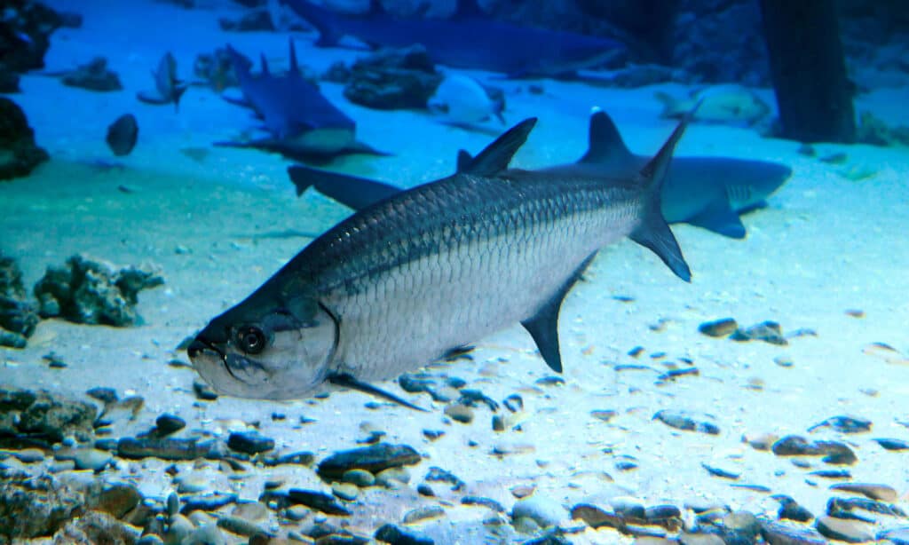 The Atlantic tarpon is the state saltwater fish of Alabama