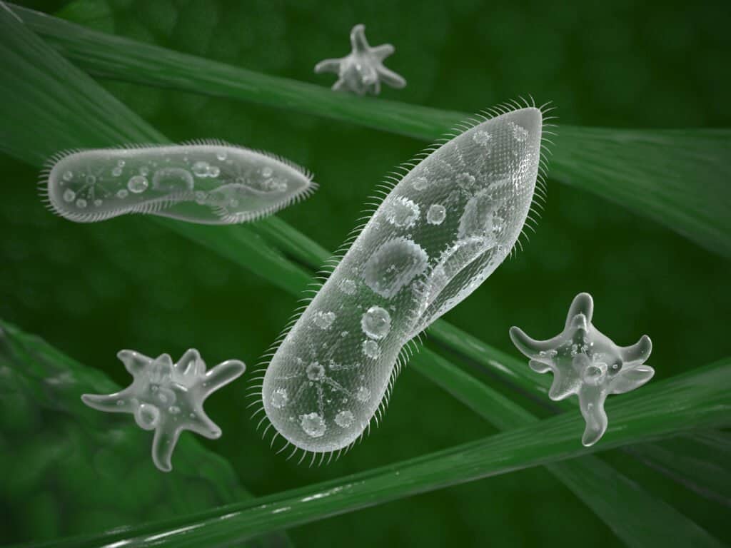 microscope view of single-celled organisms