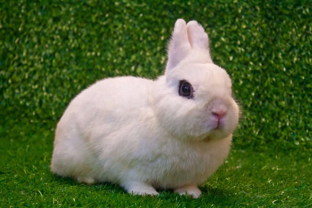 Image of a Dwarf Hotot rabbit, showcasing its small size and distinctive black eye circles.