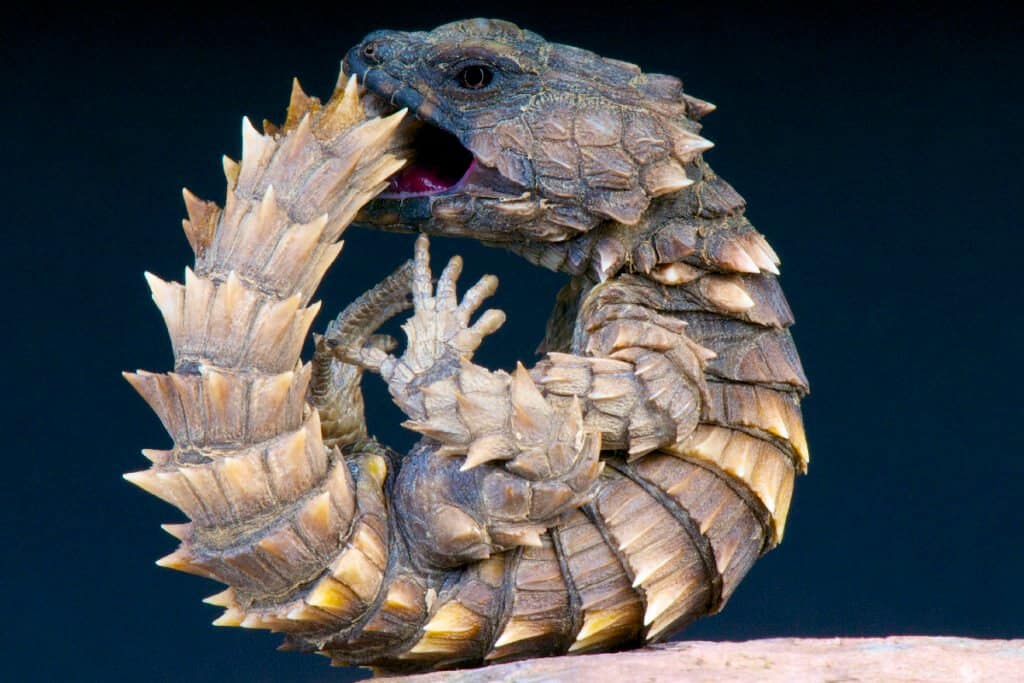 9 Amazing Desert Lizards