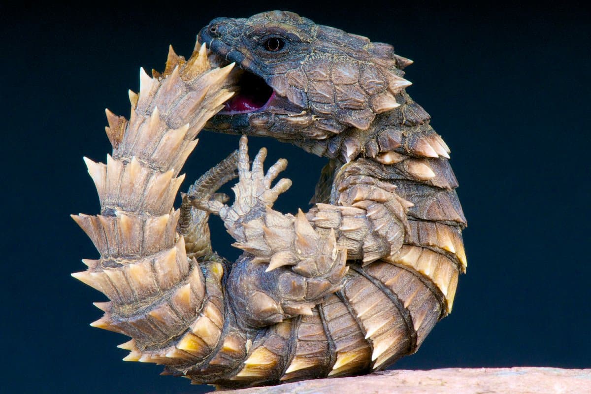 Armadillo Lizard - A-Z Animals