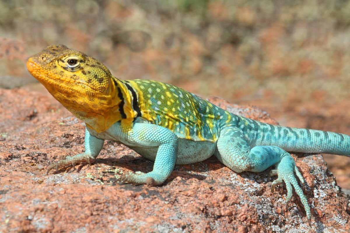 The Complete List of Every Official US State Reptile (With Pictures ...