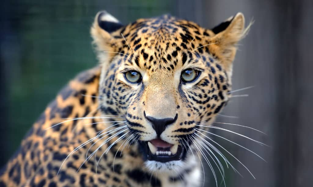 Close up angry leopard portrait