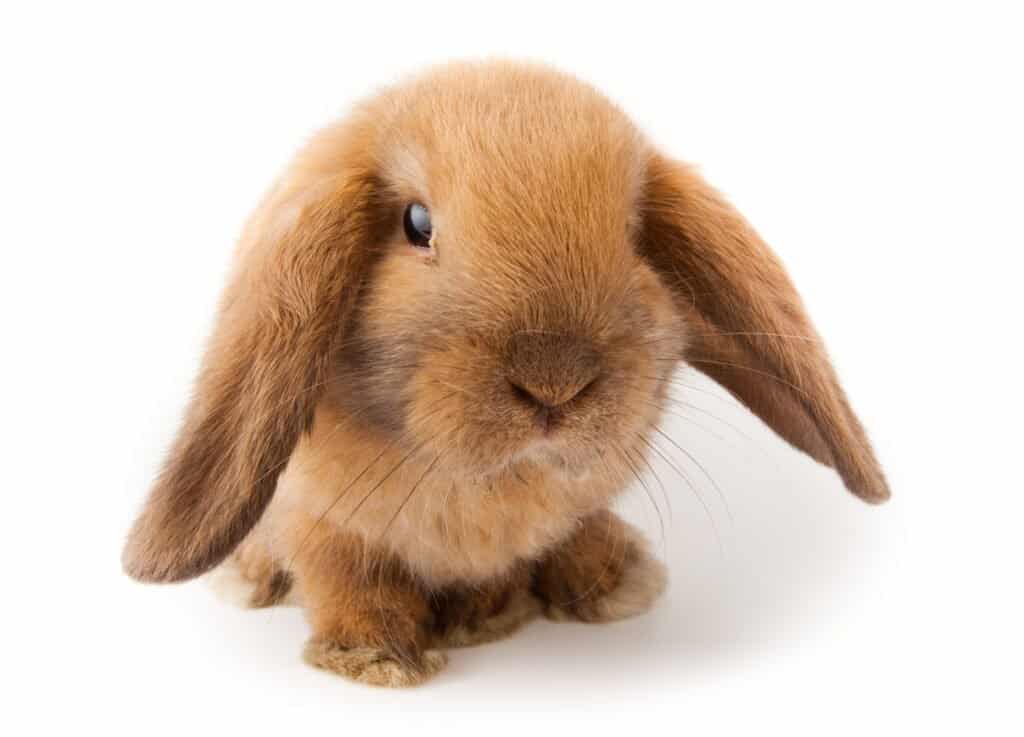 Miniature Lop rabbit.