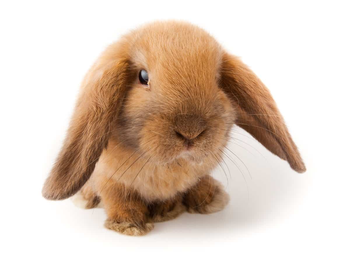 mini lion lop bunny