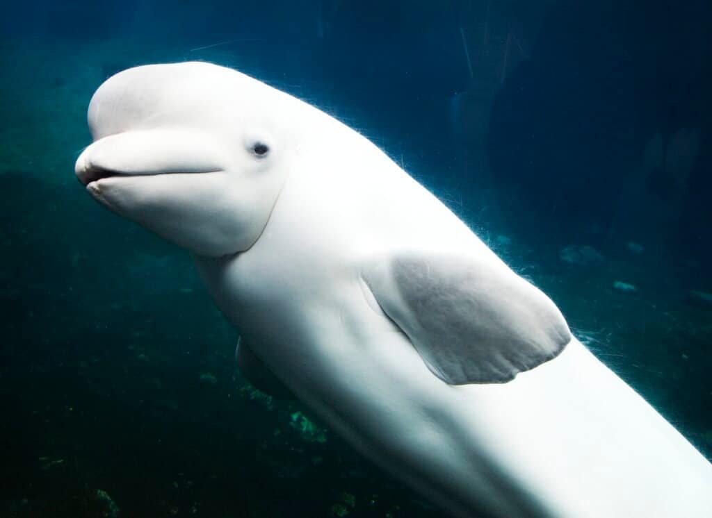 beluga whale