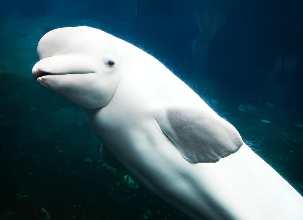 Beluga Whale Size Comparison: Just How Big Do They Get? - A-Z Animals