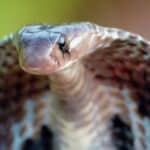 The large hood on the neck of the Indian cobra is marked with black and white.