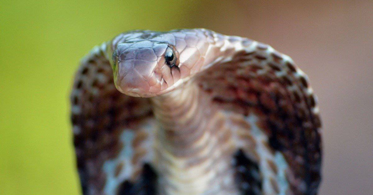 close up of Indian cobra