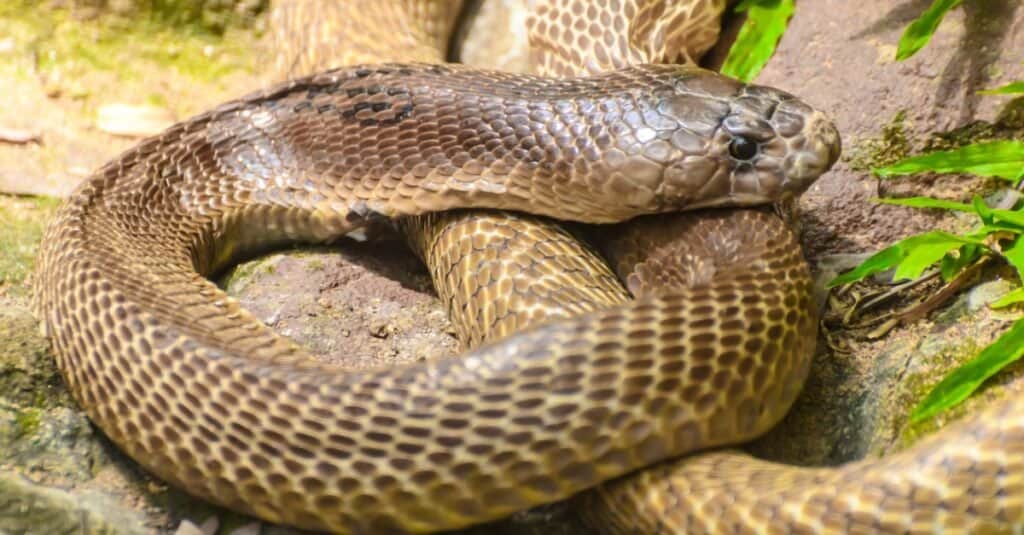 Indian cobra bite