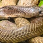 The Indian cobra, on average, is six feet.