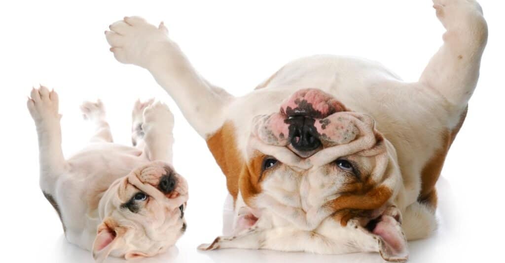 how do english bulldogs live