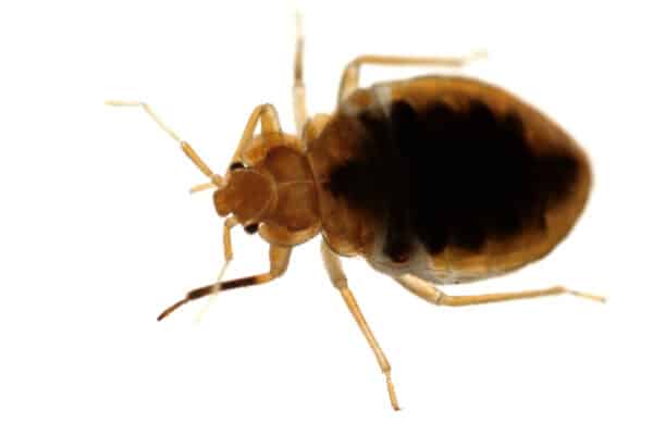 isolated bed bug