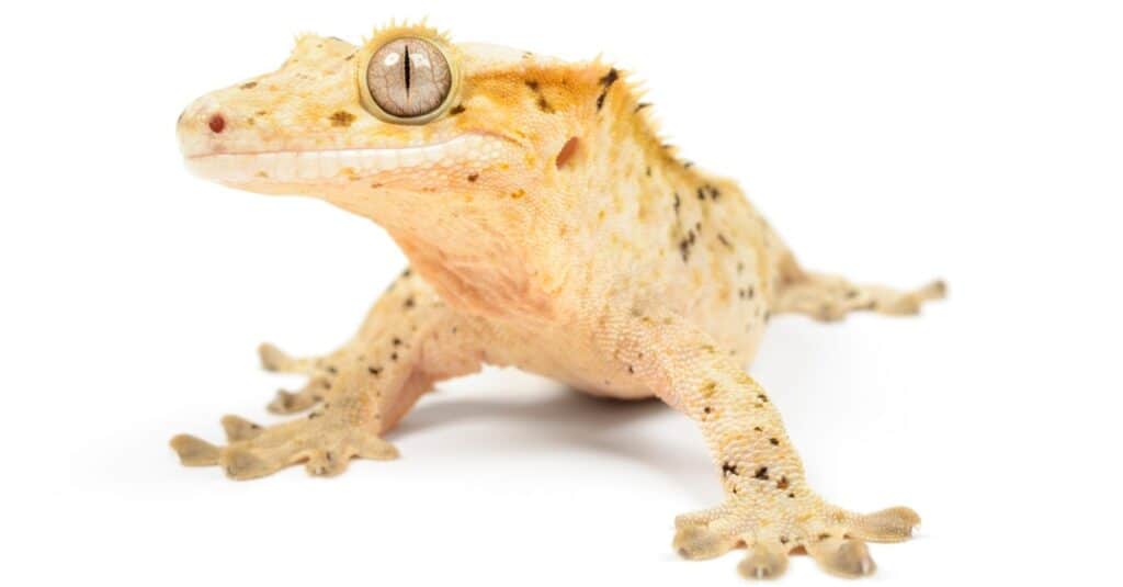 isolated crested gecko