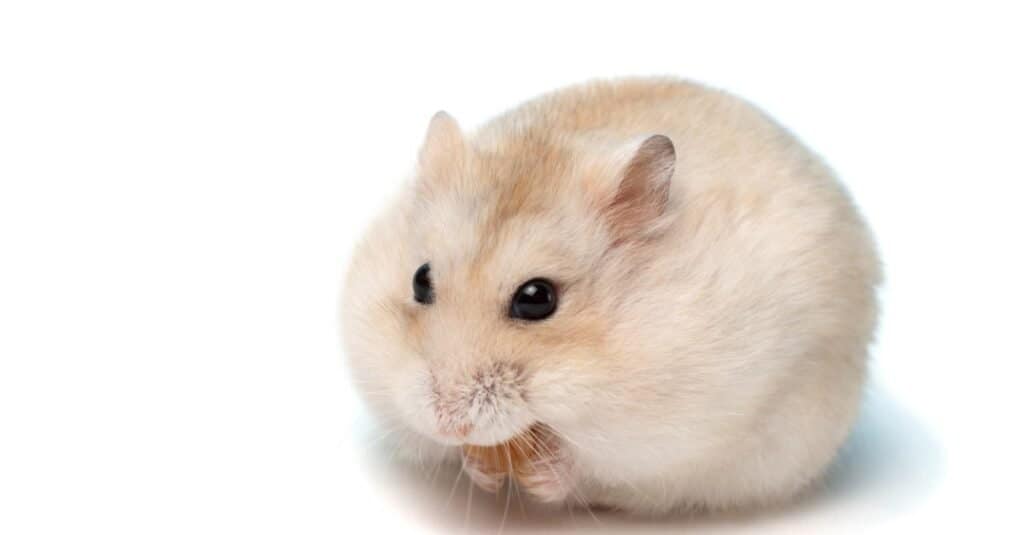 isolated dwarf hamster