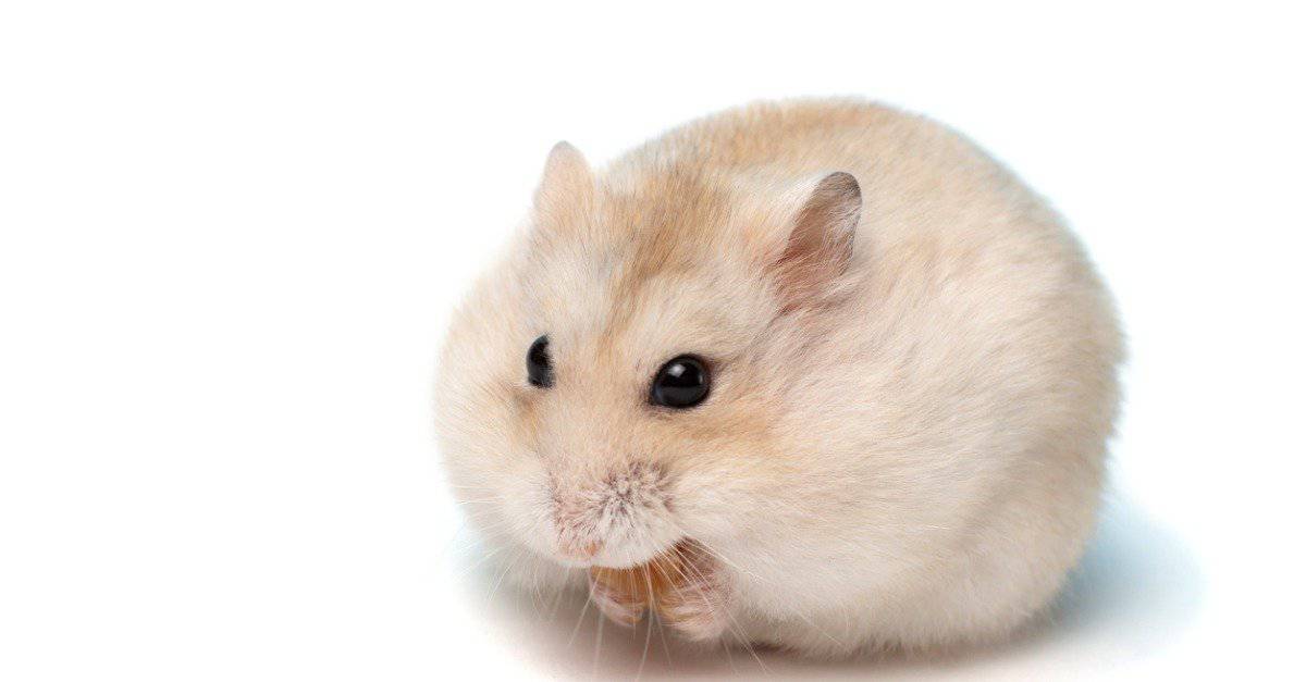 how long is a hamsters gestation period