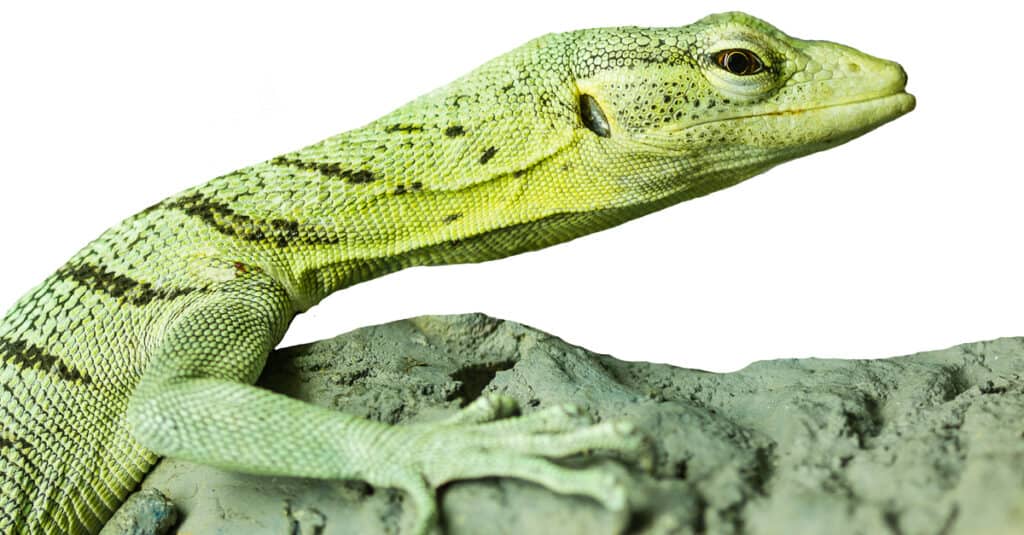 isolated emerald tree monitor