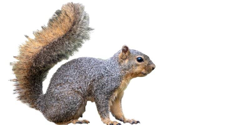 isolated fox squirrel