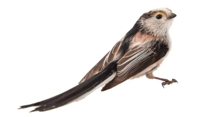 isolated long-tailed tit