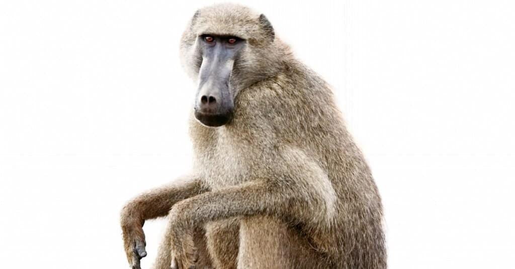 isolated olive baboon