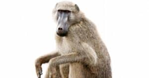 10 Incredible Baboon Facts Picture