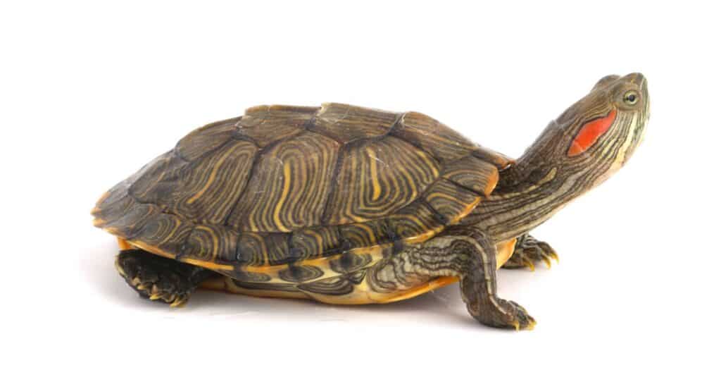 isolated red-eared slider