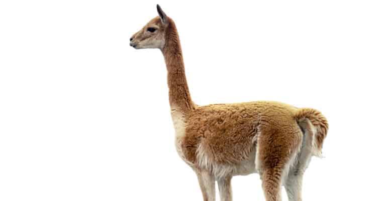 isolated vicuña