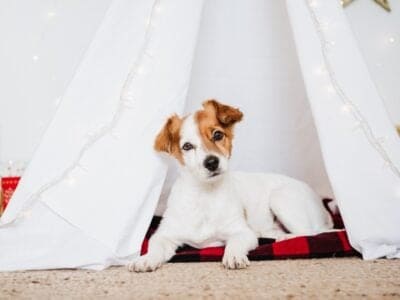A The 4 Best Dog Teepees: Reviewed for 2022
