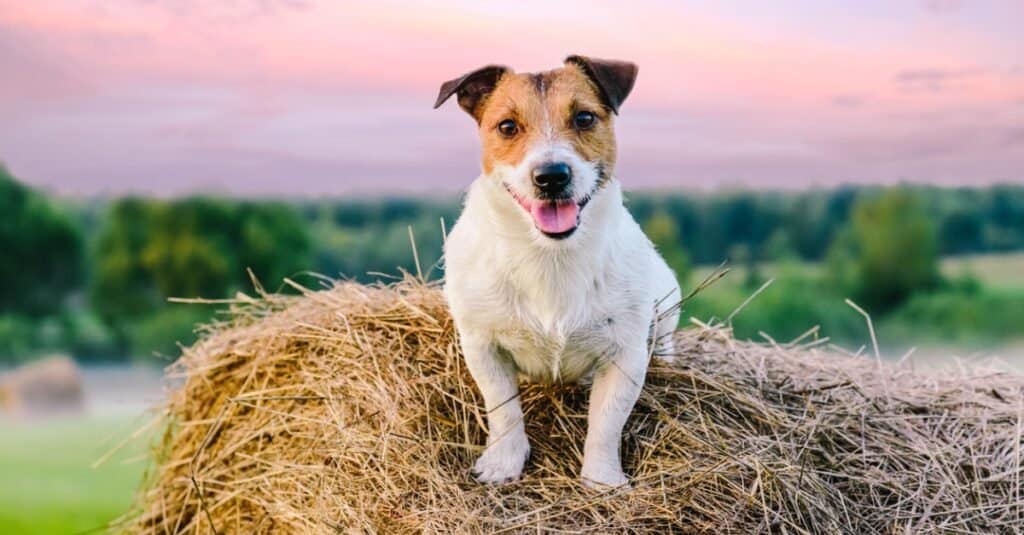 jack russell terrier on hay stack