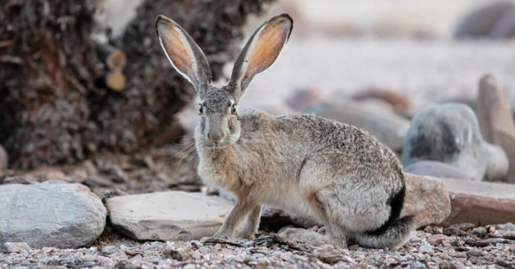 jackrabbit sitting by tree