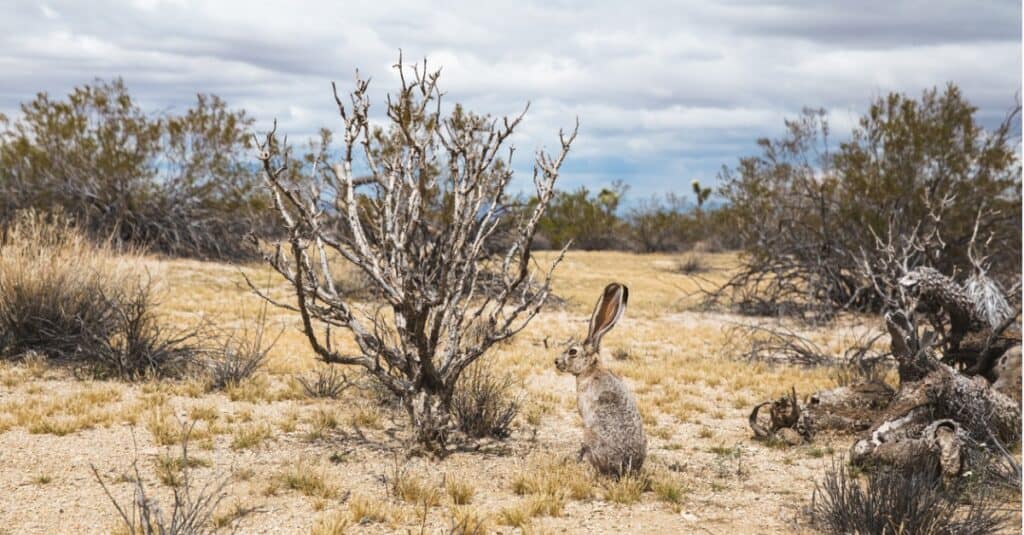 jackrabbit sitting in field of dead trees