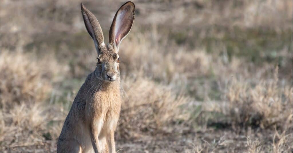 black tailed jackrabbit habitat