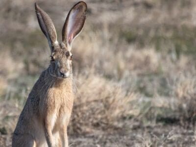 A Jackrabbit Quiz: Test What You Know!