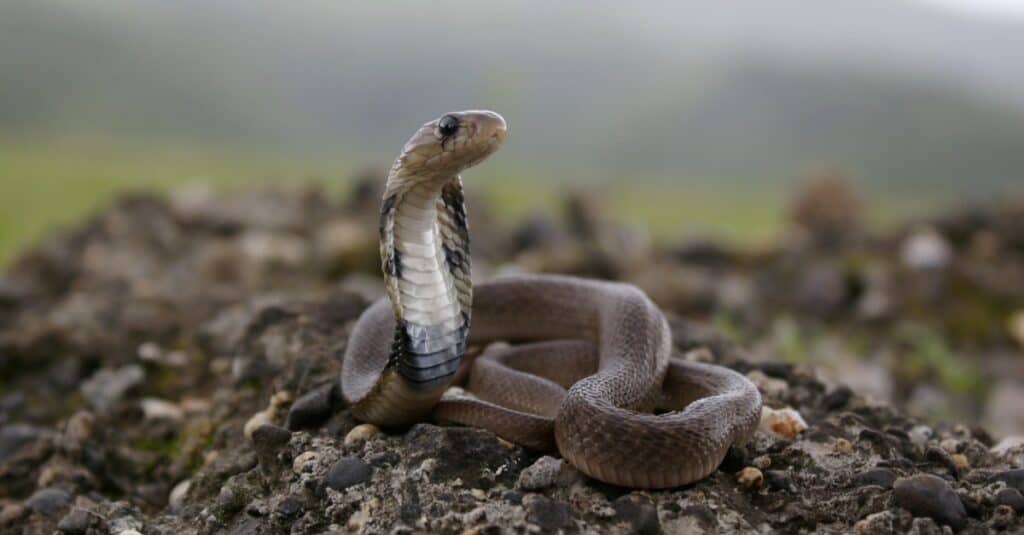 juvenile indian cobra
