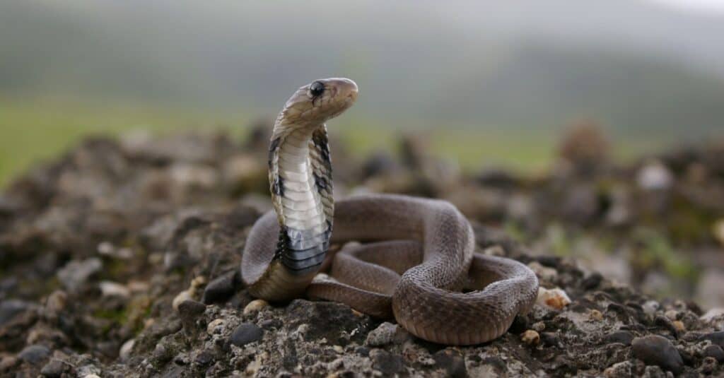 Fun fact Common Cobra (Naja naja) King Cobras aren't actually true cobras  and are called that because their diet consists of other snakes, including  Cobras. King Cobra (Ophiophagus hannah) - iFunny Brazil