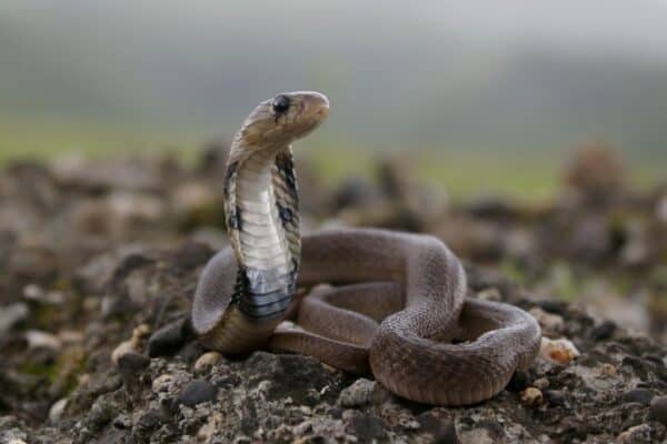 Indian cobras have long bodies with smooth scales.