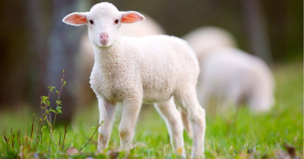 baby sheep portrait