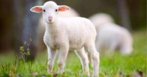 What’s a Baby Sheep Called + 5 More Amazing Facts! Picture