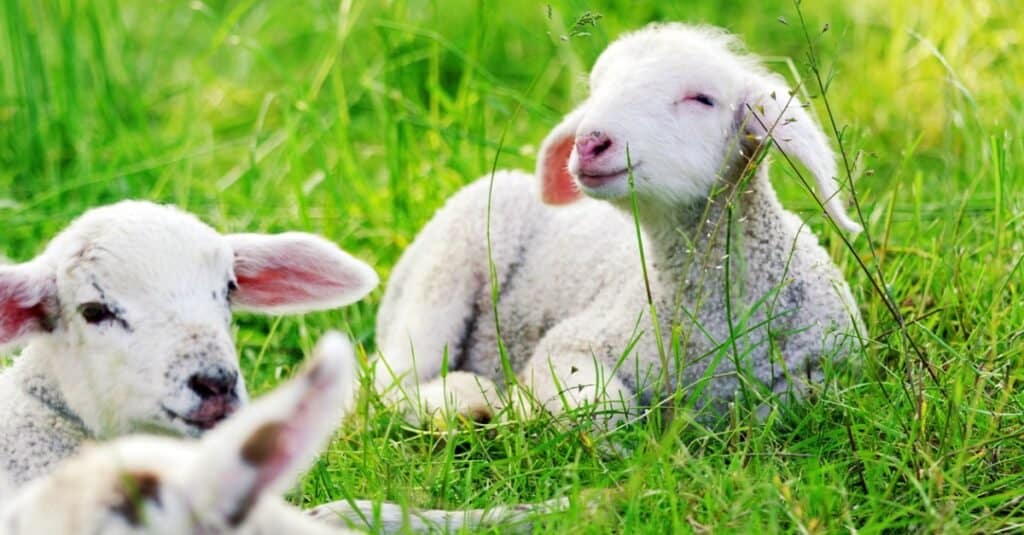 baby sheep portrait