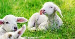 Lamb vs Goat: 5 Key Differences Picture