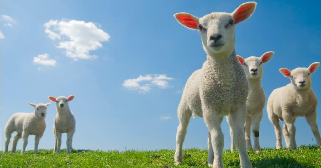 group of baby sheep