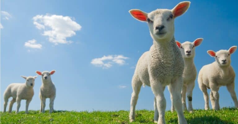 What’s a Baby Sheep Called + 5 More Amazing Facts! - A-Z Animals