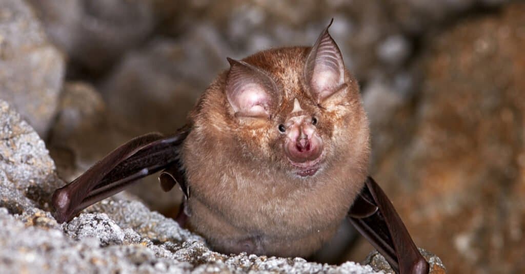 cute bat